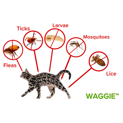 cãolarinho™ - Coleira natural contra pulgas, carraças e mosquitos